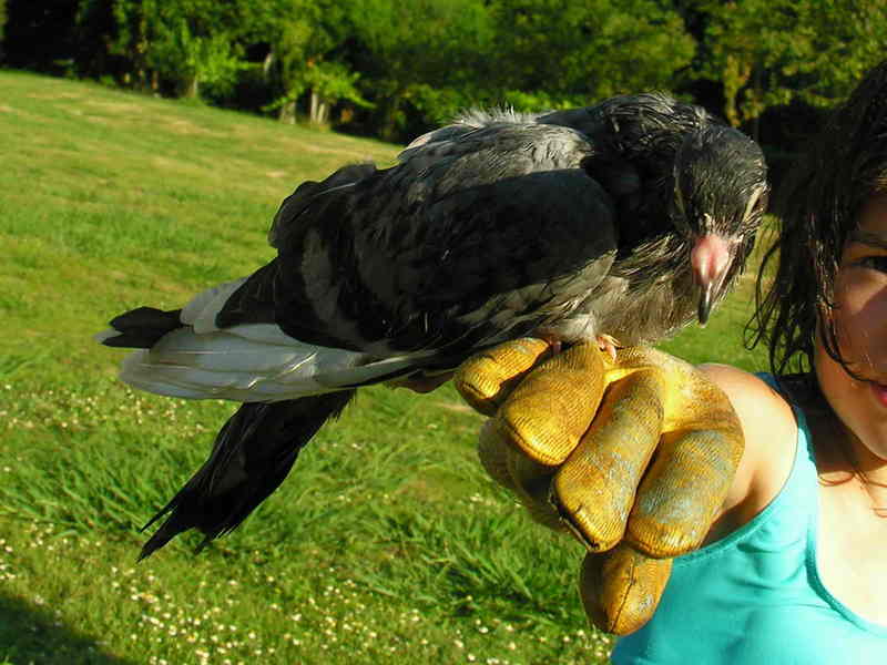 Pigeon. Pombo; DISPLAY FULL IMAGE.