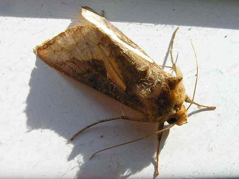 Butterfly. Bolboreta. Mariposa. moth; DISPLAY FULL IMAGE.