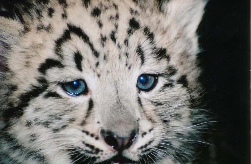 snow leopard; DISPLAY FULL IMAGE.