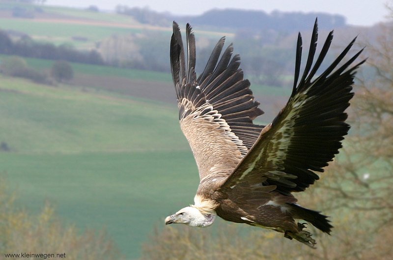 Griffon vulture; DISPLAY FULL IMAGE.