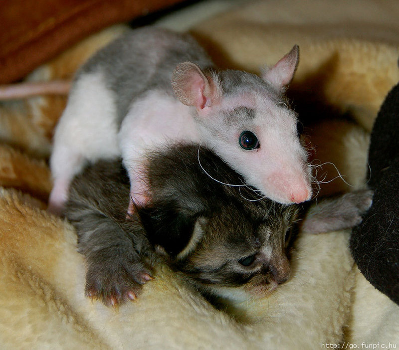 Rat on Kitten; DISPLAY FULL IMAGE.