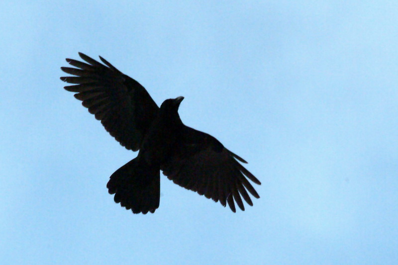 Corvus macrorhynchos (Jungle Crow), Korea {!--큰부리까마귀-->; DISPLAY FULL IMAGE.