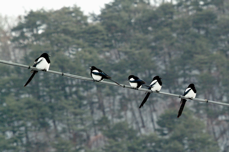 Pica pica (Black-billed Magpie), Korea {!--까치-->; DISPLAY FULL IMAGE.