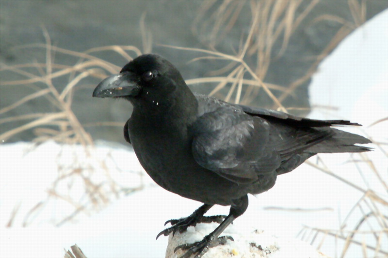 Corvus macrorhynchos (Jungle Crow), Korea {!--큰부리까마귀-->; DISPLAY FULL IMAGE.