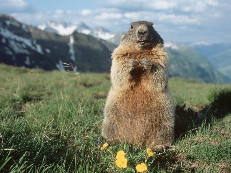 [Daily Photos] Alpine Marmot, Hohe Tauern National Park, Austria; DISPLAY FULL IMAGE.
