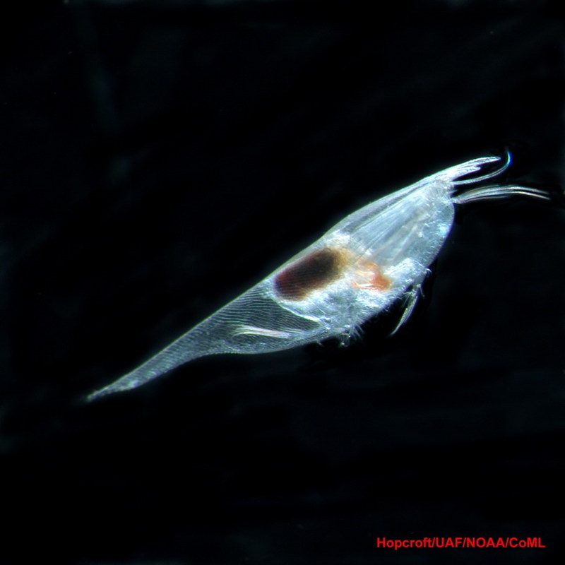 Bug's Life Beneath Bermuda Triangle [Census-of-Marine-Life 2006-05-04]; DISPLAY FULL IMAGE.