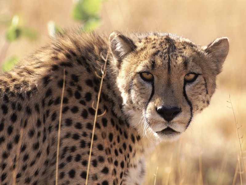 [Daily Photos] Cheetah, Okonjuma Game Ranch, Namibia, Africa; DISPLAY FULL IMAGE.