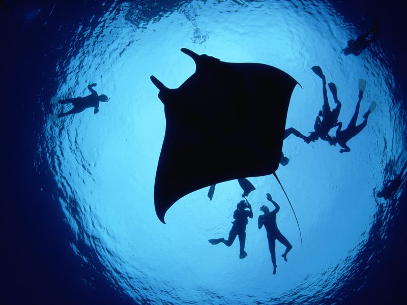 [Daily Photos] Divers_With_a_Giant_Manta_Ray; DISPLAY FULL IMAGE.