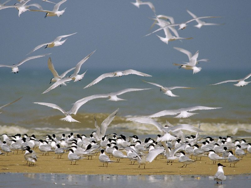 [Daily Photos] Flock of Sandwich Terns; DISPLAY FULL IMAGE.