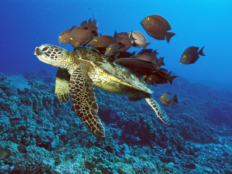 [Daily Photos] Green Sea Turtle Being Cleaned by Reef Fishes, Hawaii; DISPLAY FULL IMAGE.