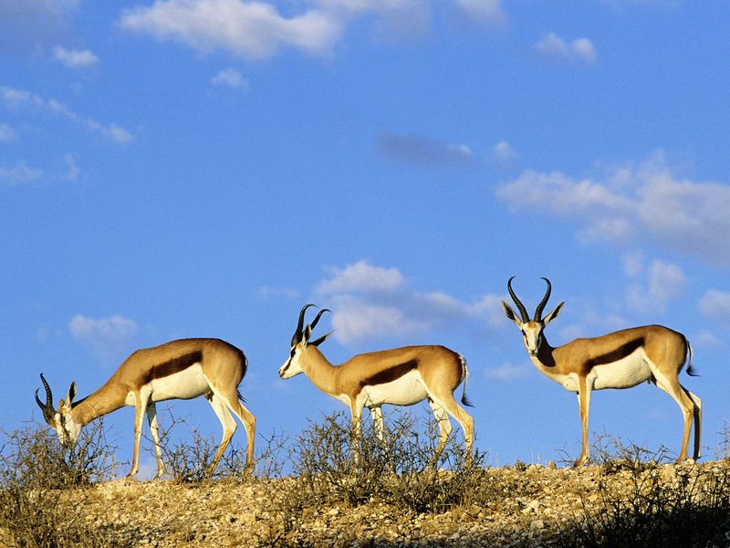 [Daily Photos] Springboks, Kgalagadi Transfrontier Park, Kalahari, South Africa; DISPLAY FULL IMAGE.