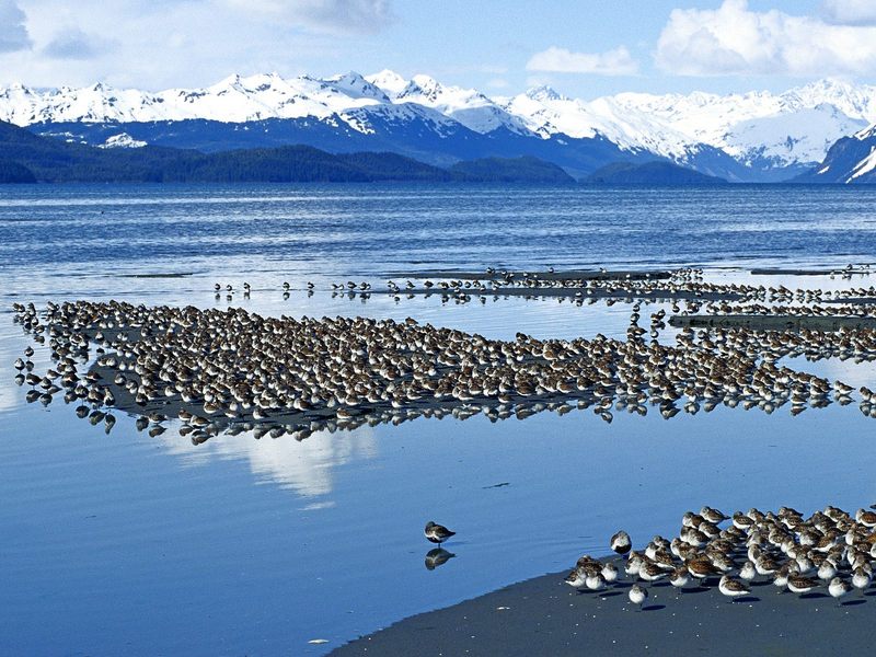 [Daily Photos] Western Sandpiper Flock, Copper River Delta, Alaska; DISPLAY FULL IMAGE.