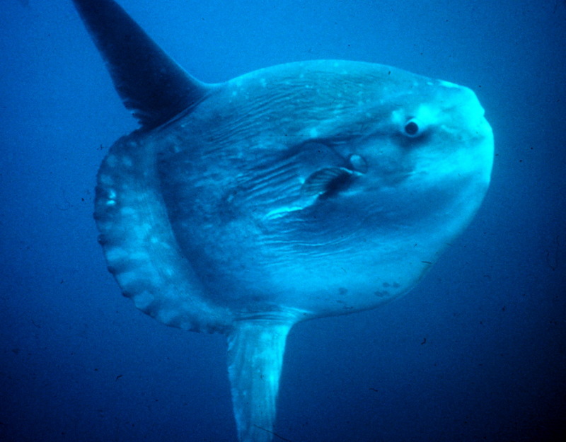 Ocean Sunfish (Mola mola) {!--개복치-->; DISPLAY FULL IMAGE.
