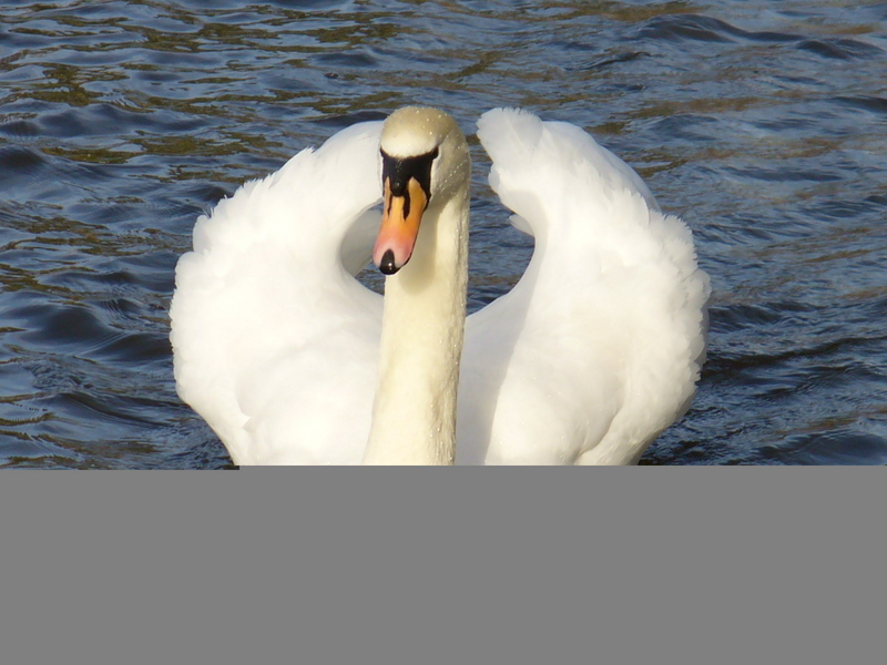 Mute Swan; DISPLAY FULL IMAGE.