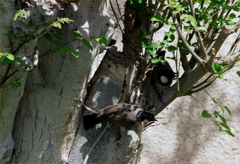 Birds on my tree; DISPLAY FULL IMAGE.