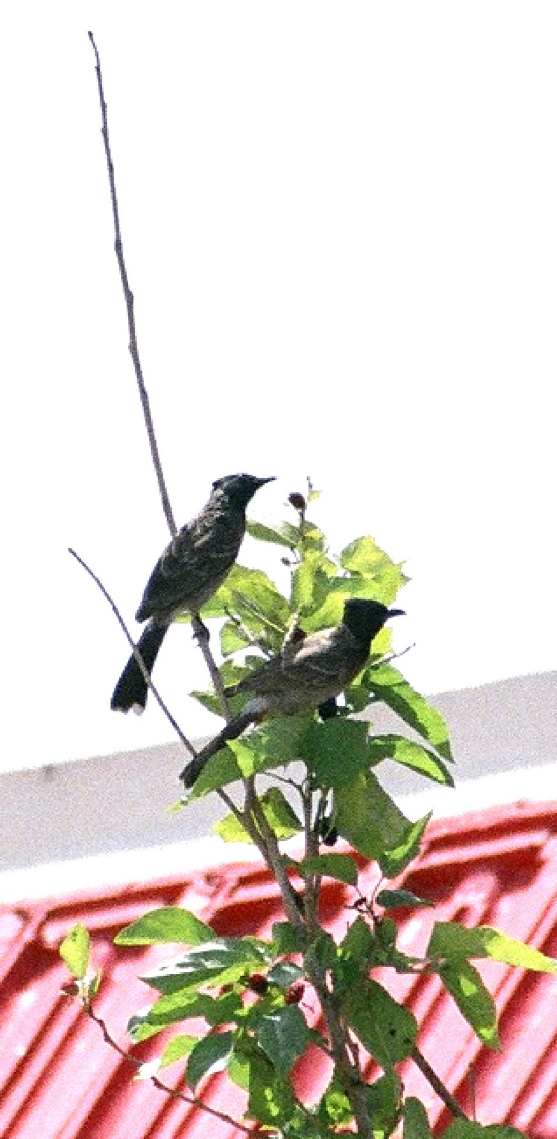 Birds on my tree; DISPLAY FULL IMAGE.