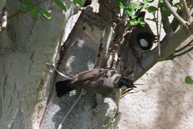 Birds on my tree; DISPLAY FULL IMAGE.