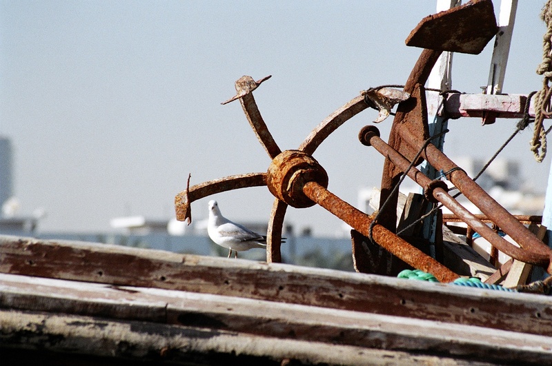 The Bird and the sea; DISPLAY FULL IMAGE.