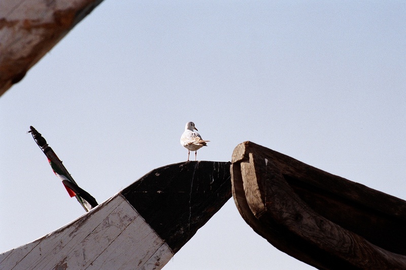 The Bird and the sea; DISPLAY FULL IMAGE.