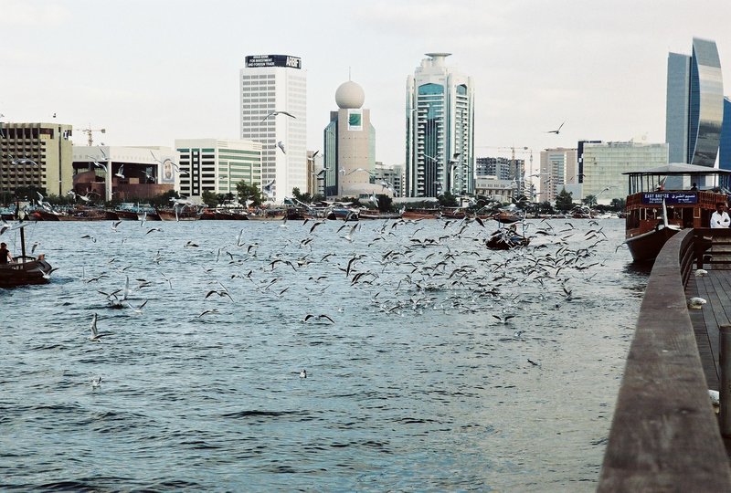 The Bird and the sea; DISPLAY FULL IMAGE.