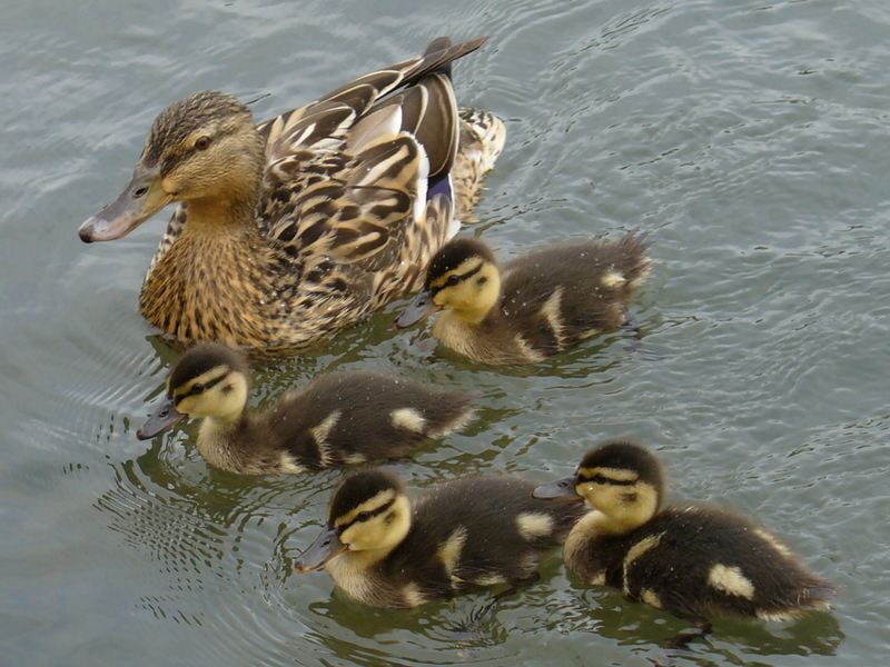 Mallard Ducklings; DISPLAY FULL IMAGE.