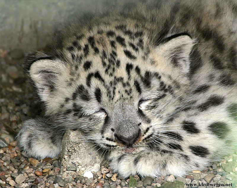 Little snow leopard; DISPLAY FULL IMAGE.