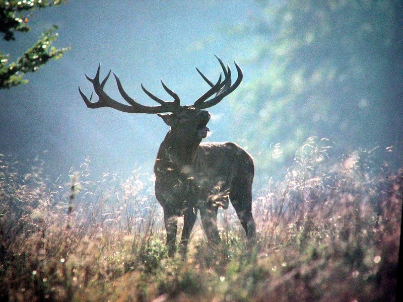 Red Deer Stag; DISPLAY FULL IMAGE.