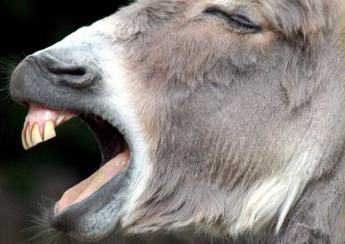 Big yawn (donkey); Image ONLY