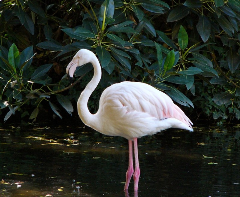 flamingo; DISPLAY FULL IMAGE.