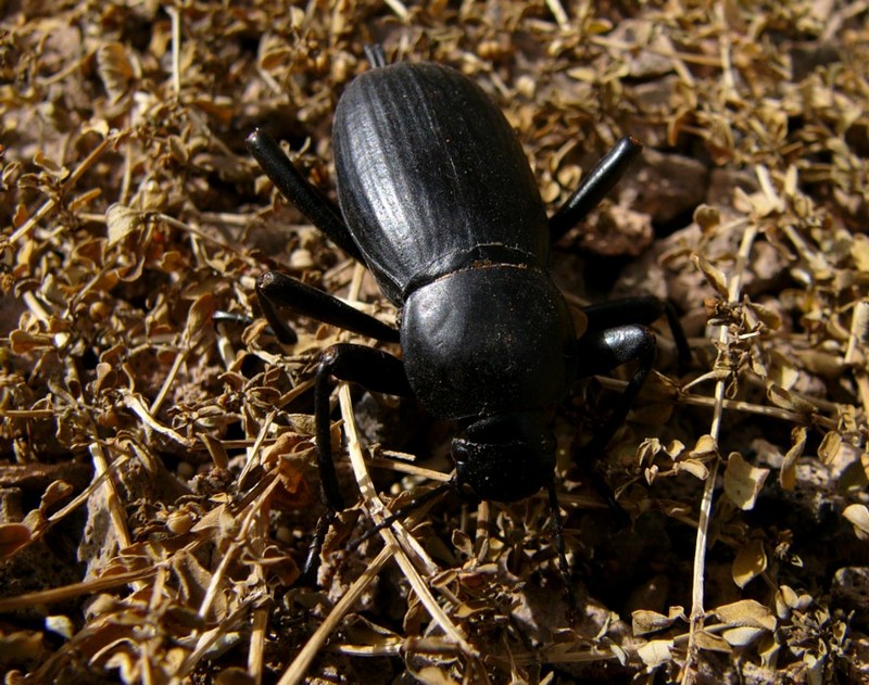 Stink beetle; DISPLAY FULL IMAGE.