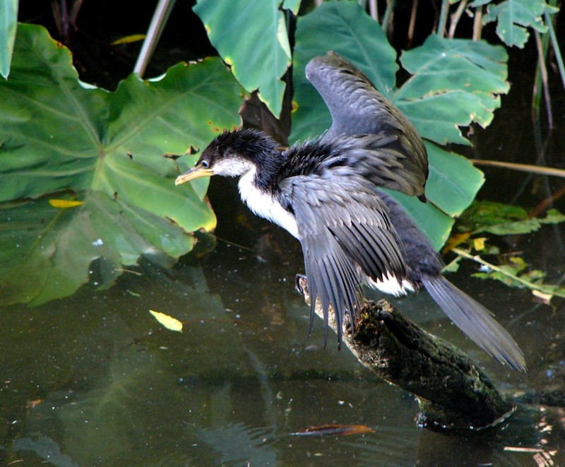 little pied  cormorant; DISPLAY FULL IMAGE.