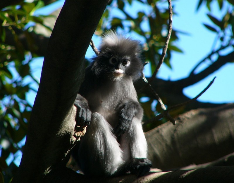 langur monkey; DISPLAY FULL IMAGE.