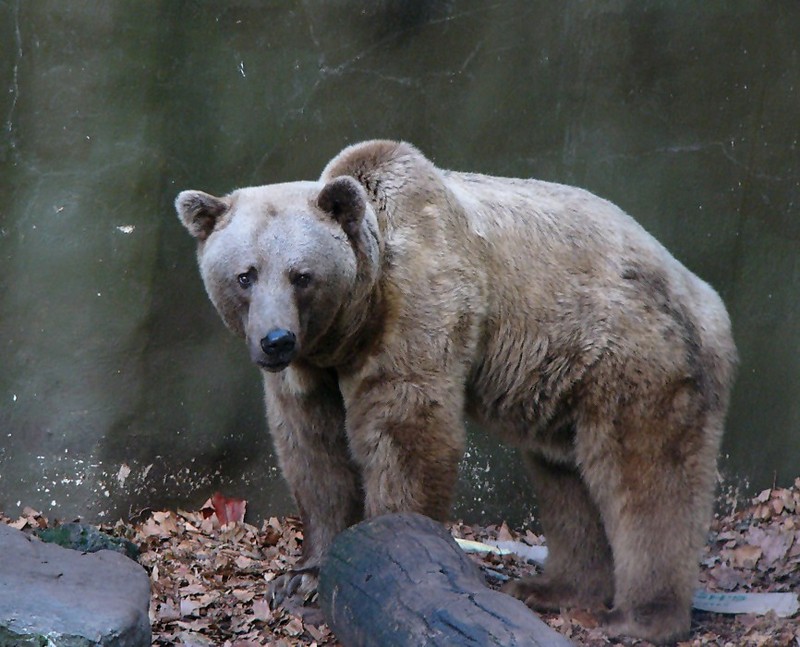 Brown bear  1; DISPLAY FULL IMAGE.