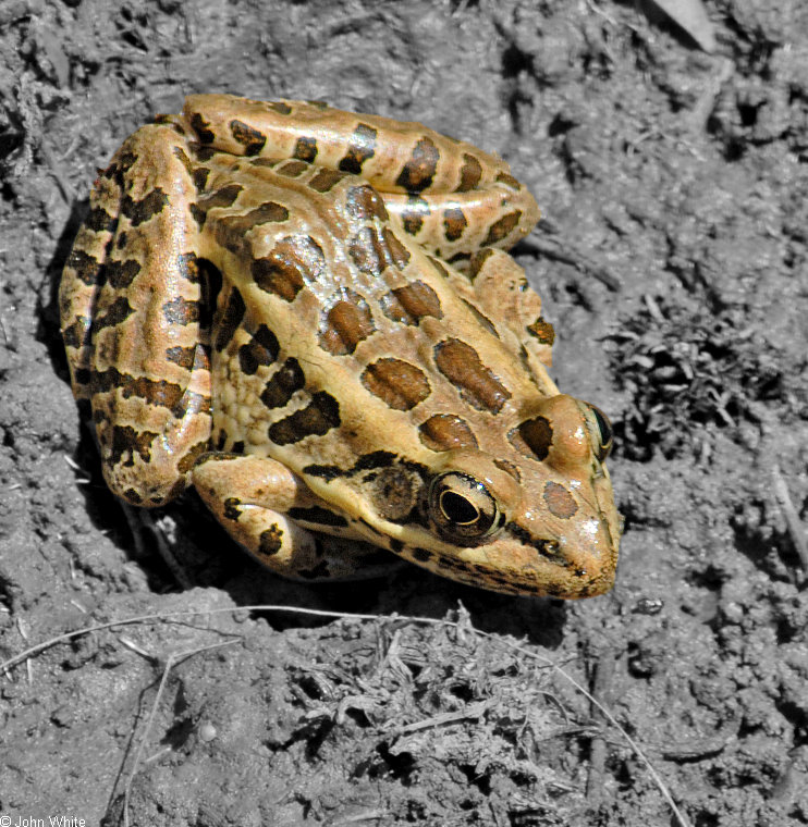 Pickerel Frog (Rana palustris); Image ONLY