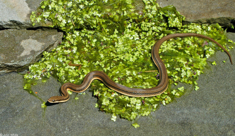 queen snake - Regina septemvittata 028; DISPLAY FULL IMAGE.