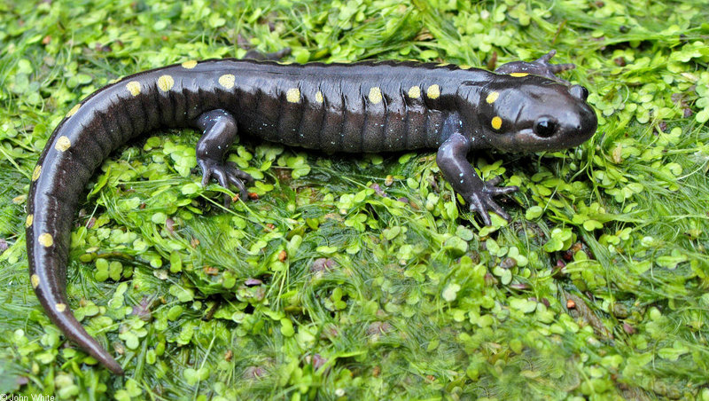 spotted salamander 021; DISPLAY FULL IMAGE.