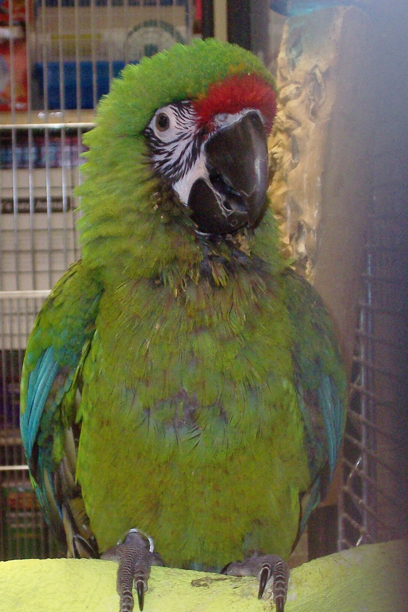 Macaws: Military macaw (Ara militaris); DISPLAY FULL IMAGE.