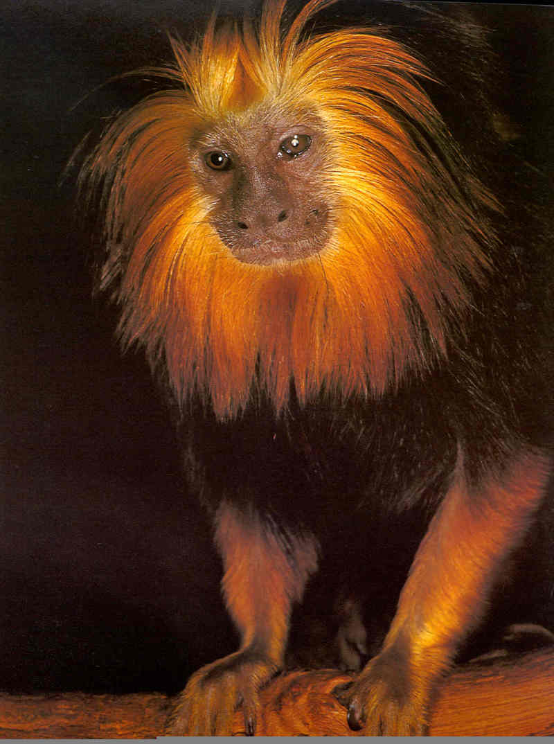 Tamarins - Golden-Headed Lion Tamarin; DISPLAY FULL IMAGE.