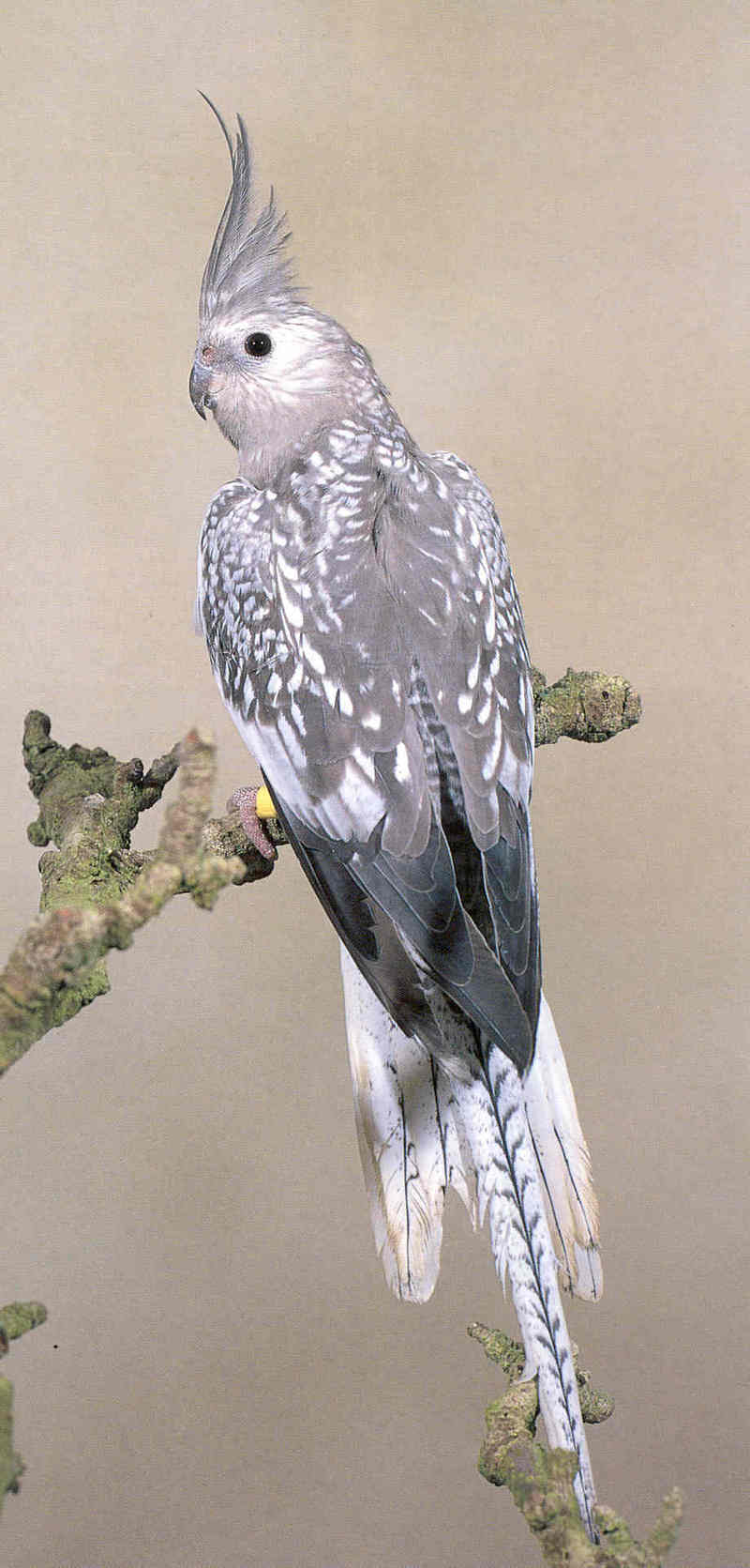 Cockatiels Pearl White Faced Display Full Image 