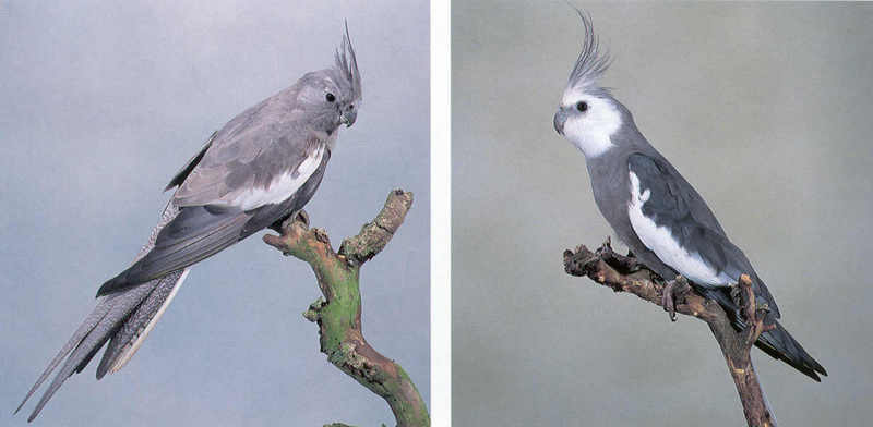 Cockatiels - White-faced Silver; DISPLAY FULL IMAGE.