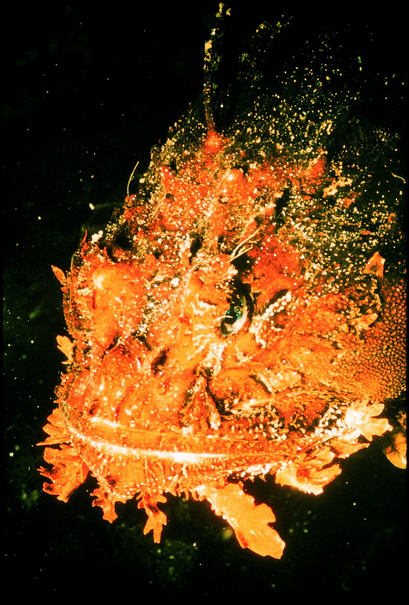Spotted scorpionfish (Scorpaena plumieri); DISPLAY FULL IMAGE.