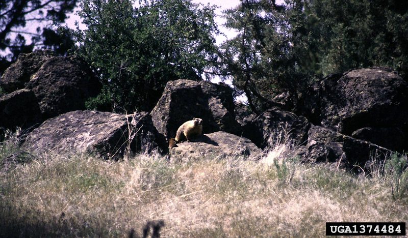Yellow-bellied Marmot (Marmota flaviventris) {!--노란배마모트-->; DISPLAY FULL IMAGE.