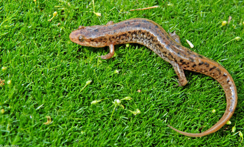 Northern Dusky Salamander (Desmognathus fuscus fuscus); DISPLAY FULL IMAGE.