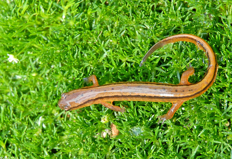 Southern Two-lined Salamander (Eurycea cirrigera); DISPLAY FULL IMAGE.