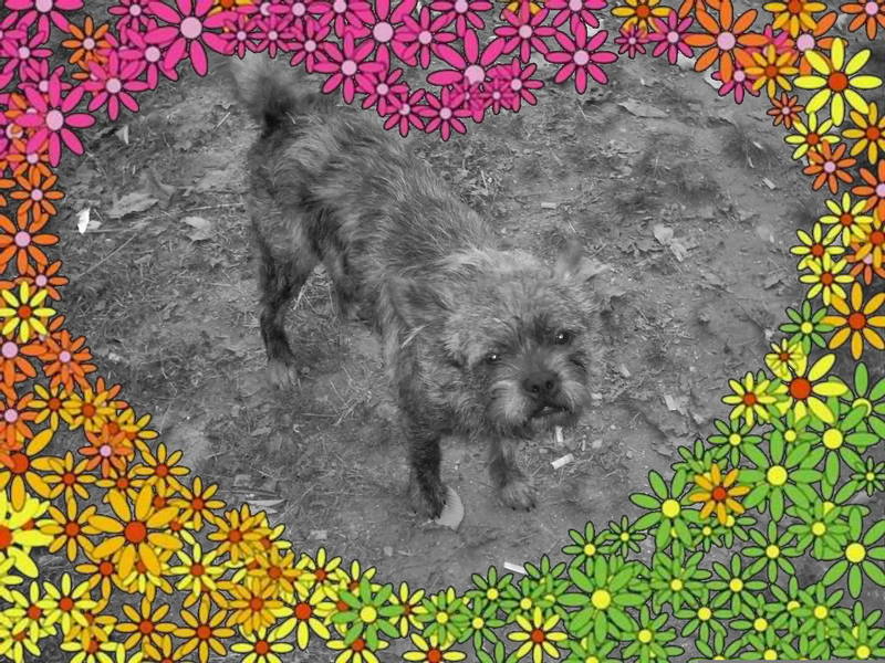 My little Punk; DISPLAY FULL IMAGE.