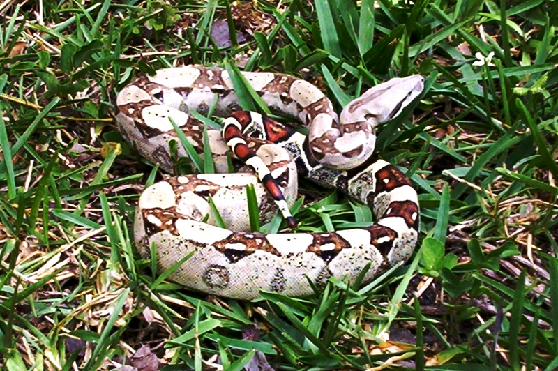 Colombian Boa Constrictor (juvenile); DISPLAY FULL IMAGE.