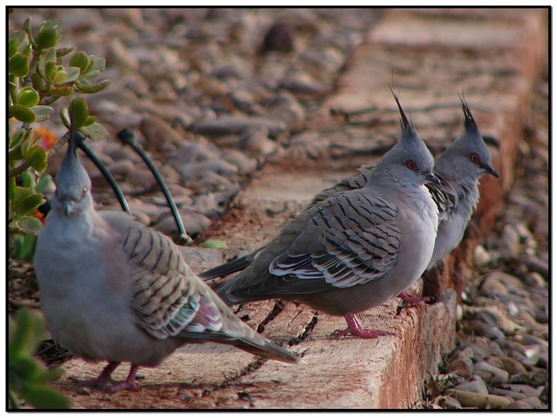 Australian crested pigeons 1; DISPLAY FULL IMAGE.