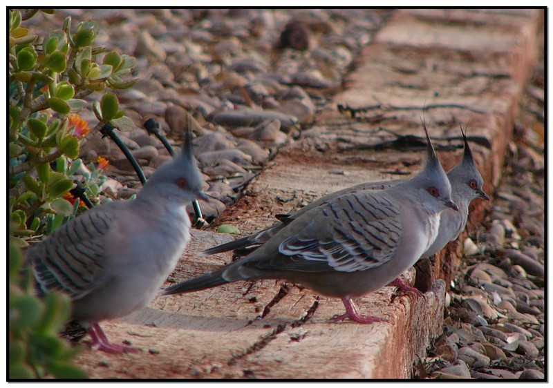 Australian crested pigeons 2; DISPLAY FULL IMAGE.