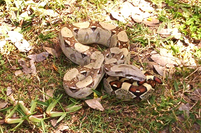 Col. Boa Constrictor (B.c.imperator); DISPLAY FULL IMAGE.