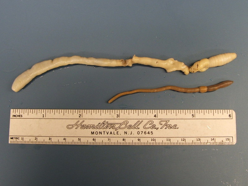 Giant Palouse Earthworm (Driloleirus americanus) [UIdaho 2006-05-28]; DISPLAY FULL IMAGE.